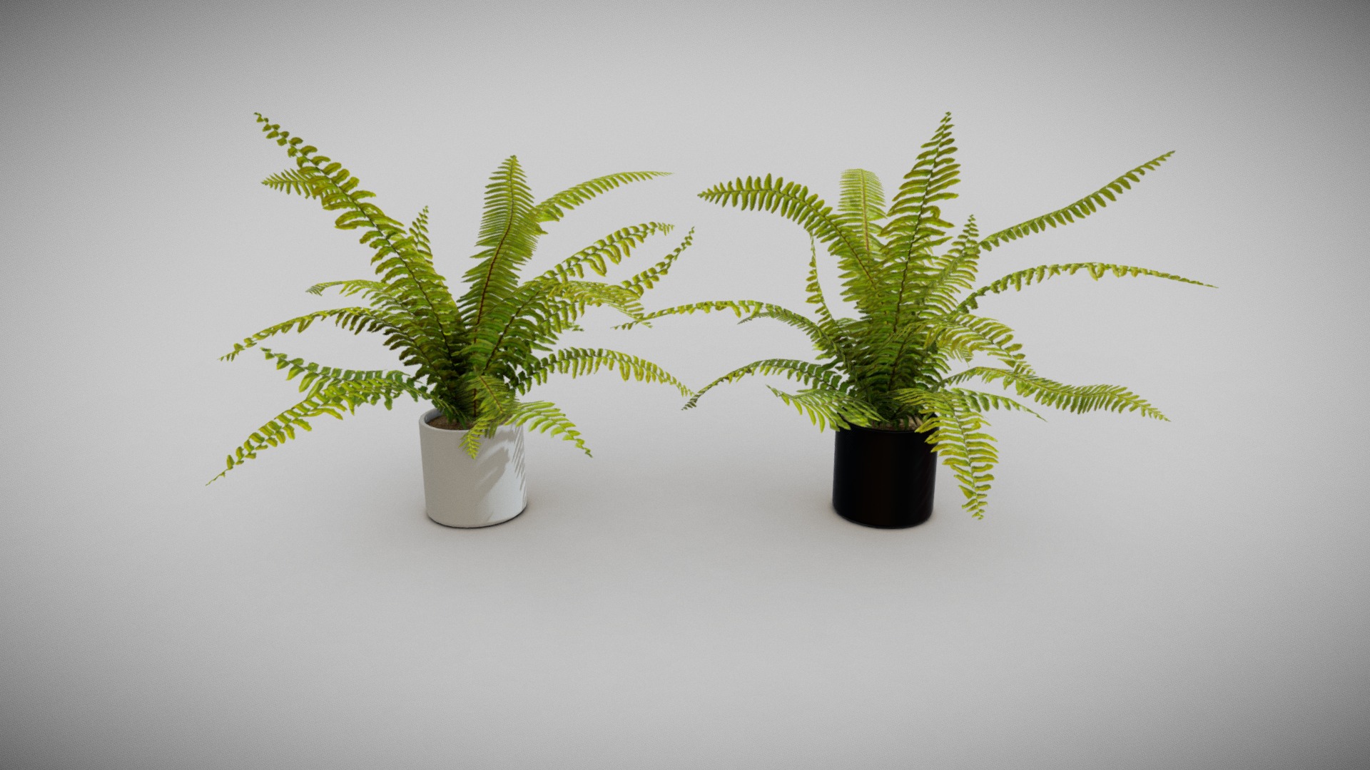 3D model Fern Pot - This is a 3D model of the Fern Pot. The 3D model is about a couple of potted plants.