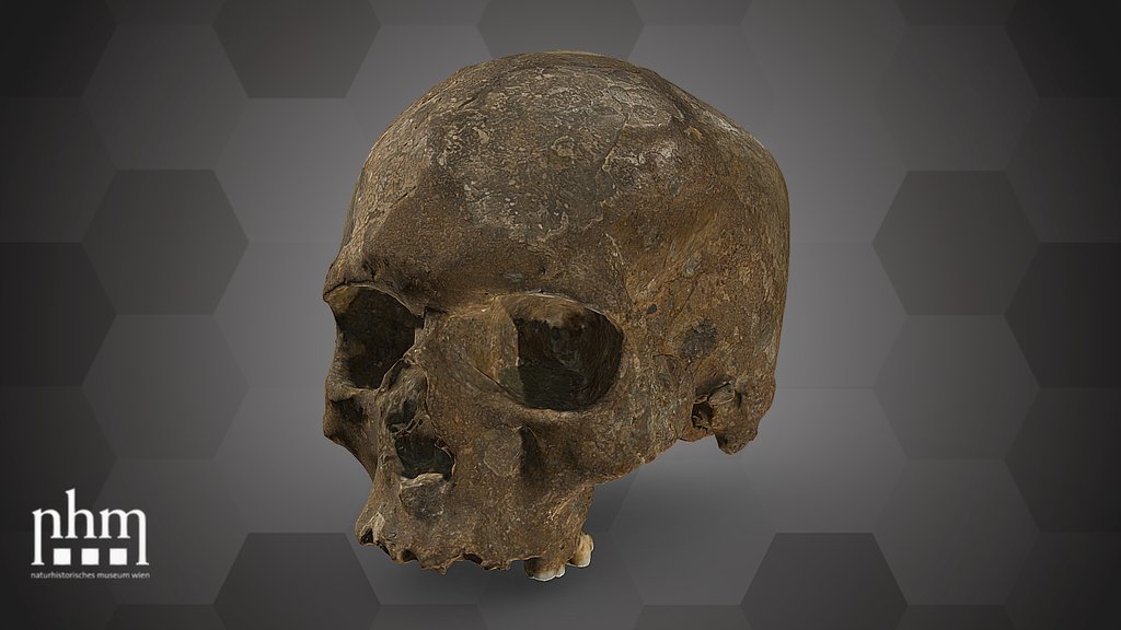 Mladeč 1 Skull (NHMW-ANTHRO-OSTE-5454)