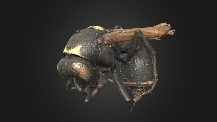 0563136 3D Model