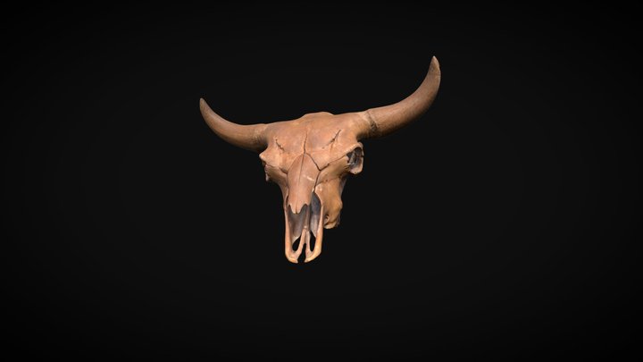 Bison Skull Scan 3D Model