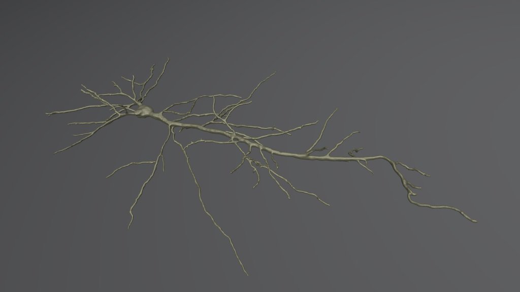 Pyramid Neuron, Telencephalon