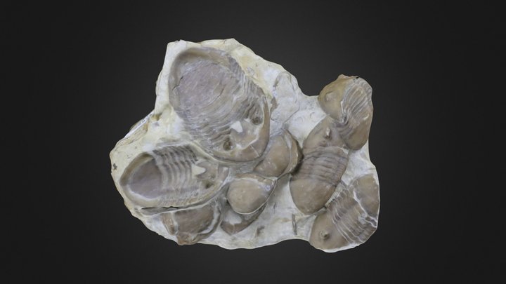 Trilobites: Homotelus bromidensis (PRI 45505) – Modelo 3D gratuito STL