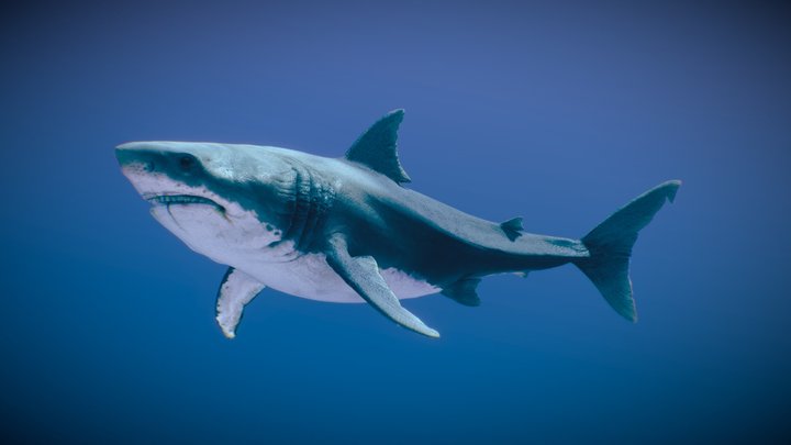 Great White Shark ♀ 3D Model