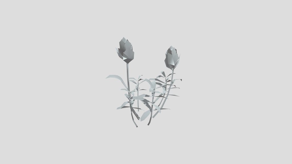 Plant Indian Paintbrush Medium