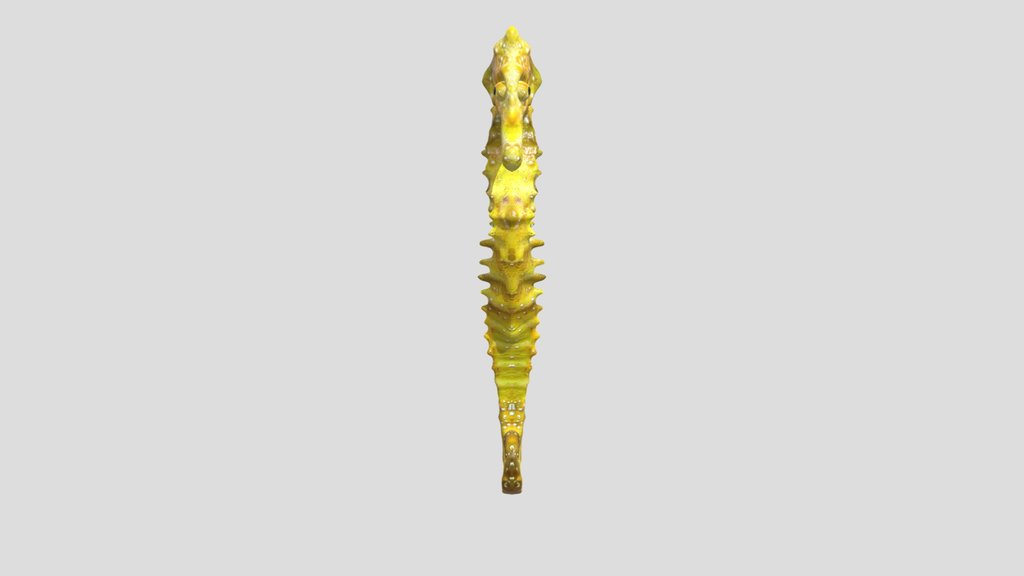 Tiger Tail Seahorse
