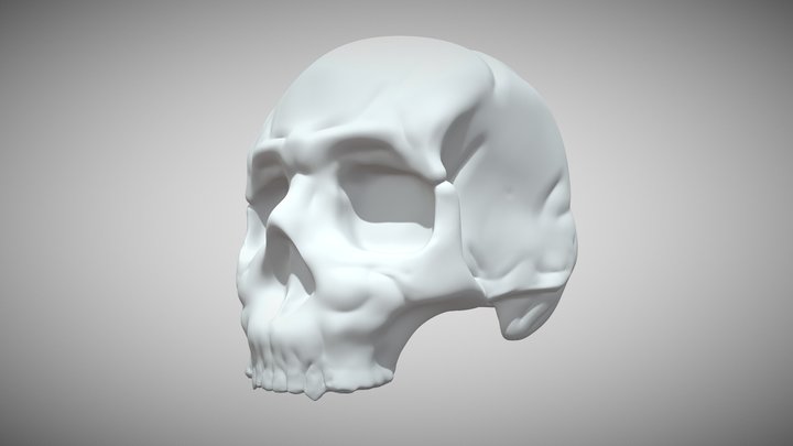 Human Skull 3D Model