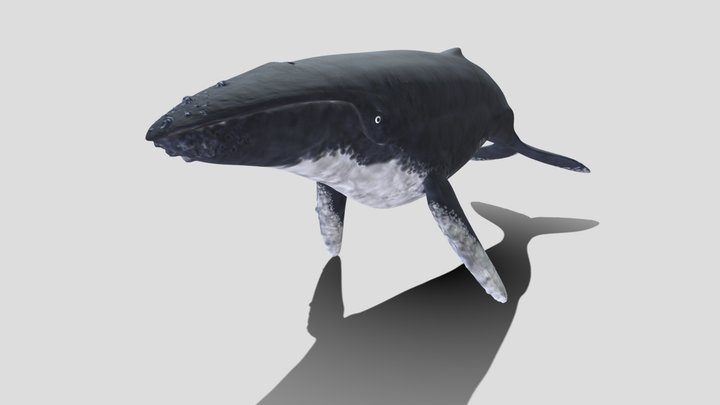 Baleine 3D Model
