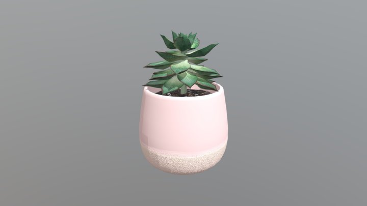 Succulent 3D Model