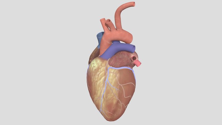 Heart 3D Model