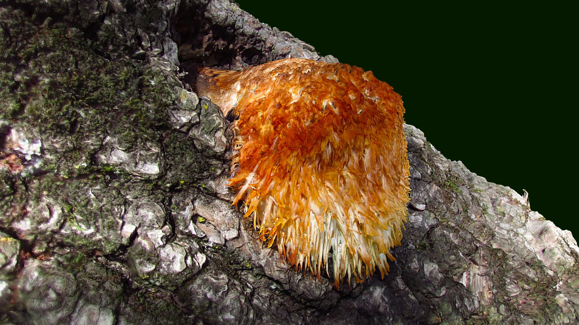 Lion's Mane Tree Fungus