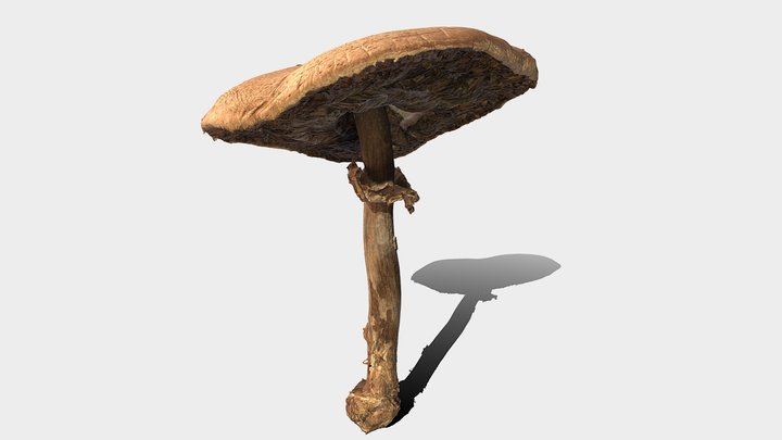 False Parasol (Chlorophyllum molybdites) 3D Model