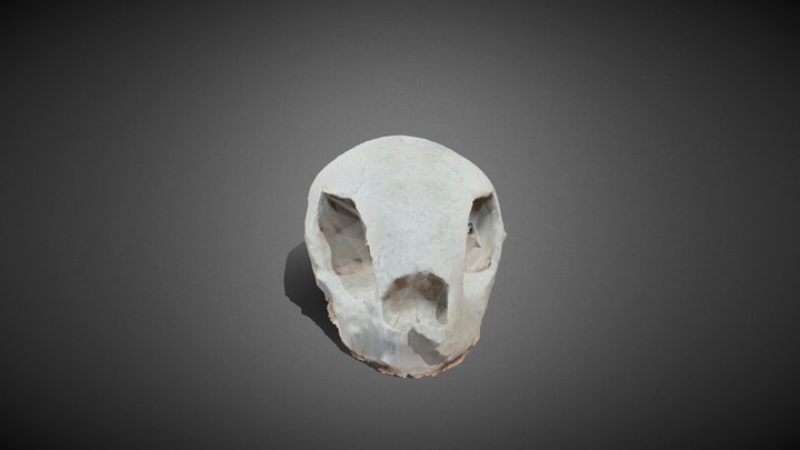 Turtle Skull 3D Model