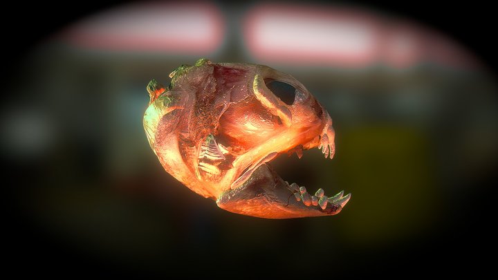 Atlantic Wolf Fish Skull (Smoothie-3D upload) 3D Model