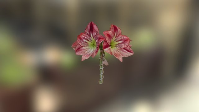 Amaryllis 2 3D Model