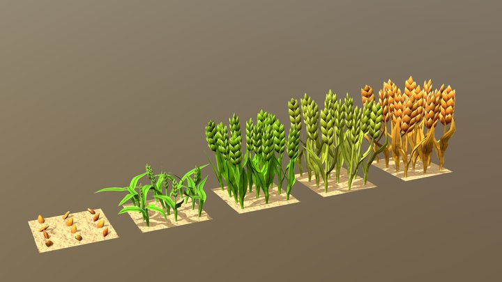 Barley Cartoon With Stage Of Grow 3D Model