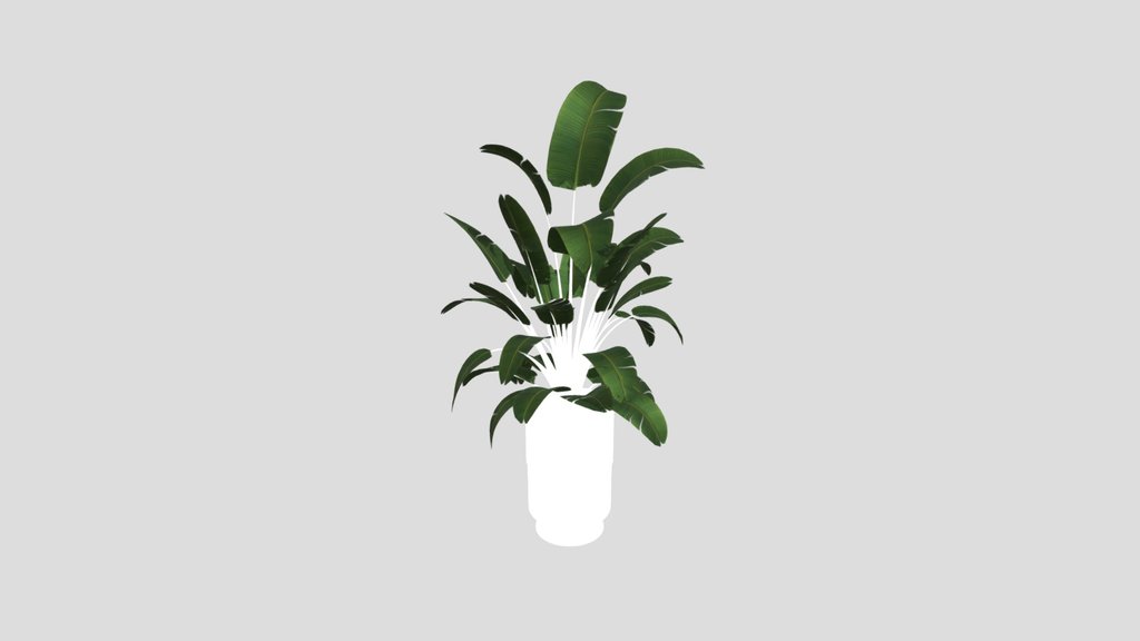 Sj Strelitzia Lux Pot 04