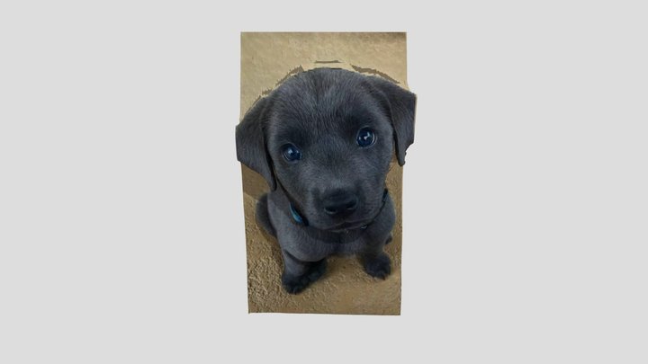 flatten puppy 3D Model