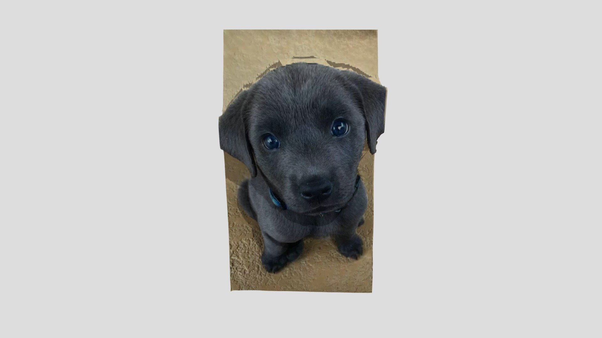 flatten puppy - 3D model by coastq22889 [50d75d8] - Sketchfab