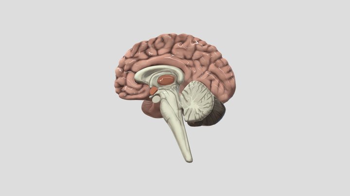 Brain Stem Psych Project 3D Model