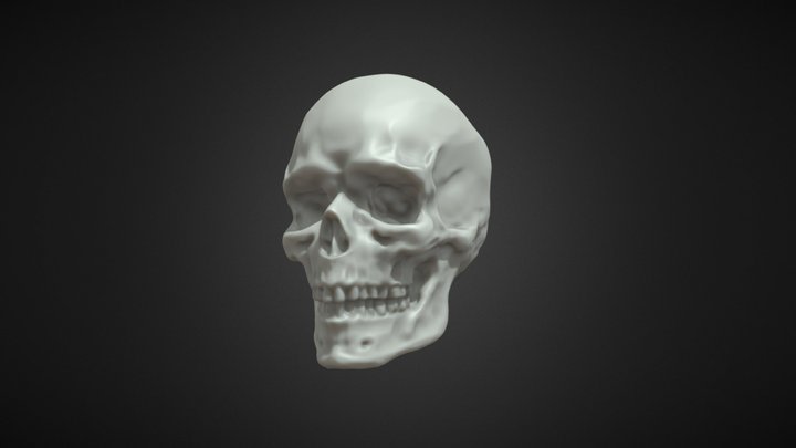 Realistic Human Skull Sculpt 3D Model