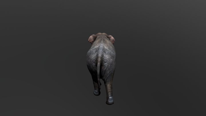 Elephant CYCLE 3D Model