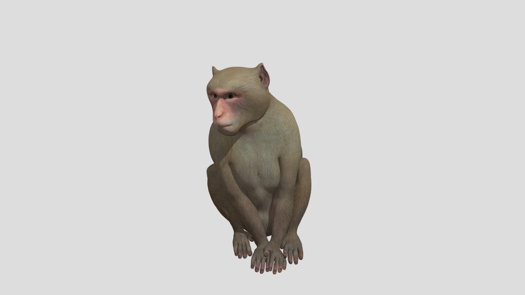 Realsitic Monkey