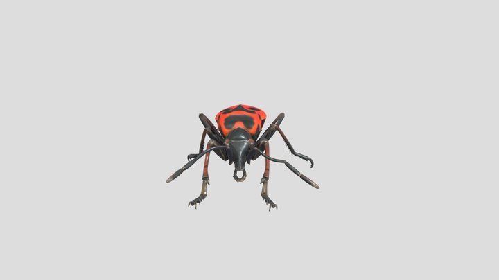 Pyrrhocoris apterus 3D Model