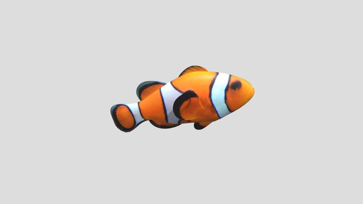 Spotted Clownfish 3D Model