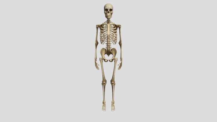 Human Skeleton 3D Model