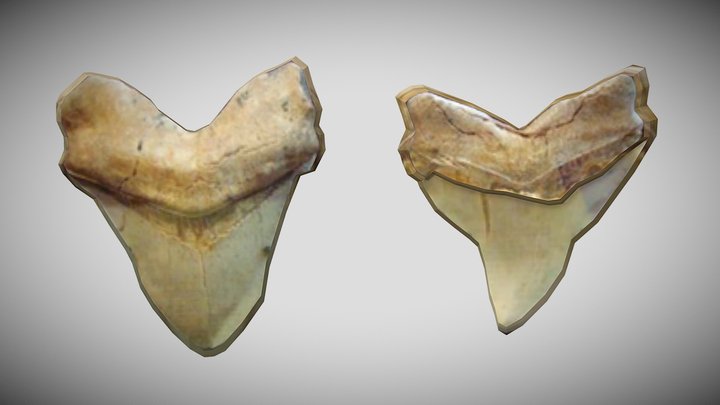 Otodus megalodon Teeth – Kostenloses 3D-Modell STL