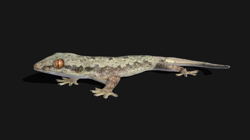 Model 58A - House Gecko