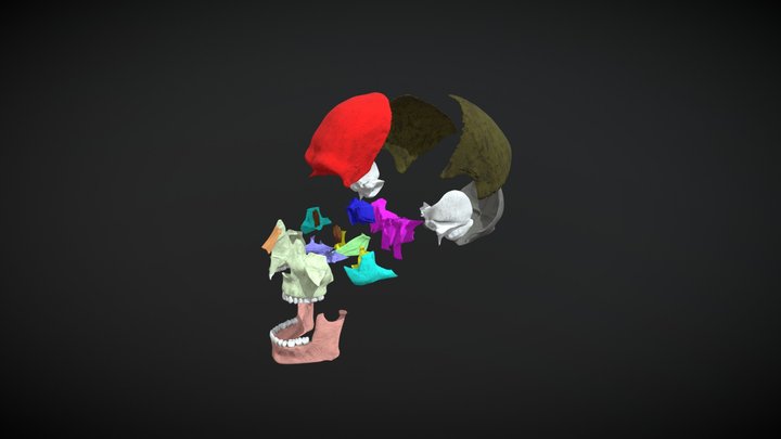 Cráneo desarticulado / Disarticulated skull 3D Model