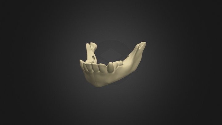Chimpanzee Mandible - Infant 3D Model