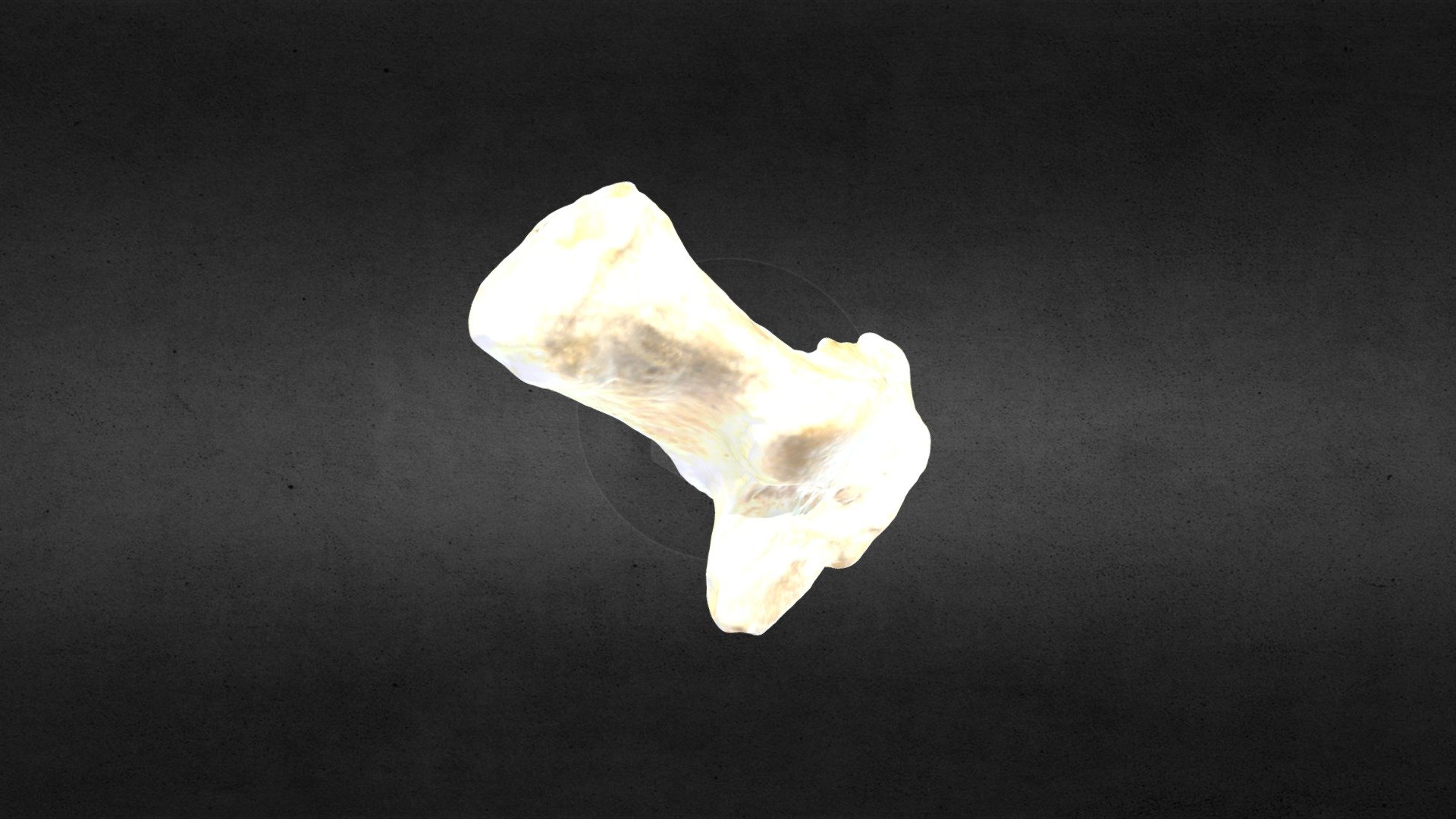 MSCC007 Ursus americanus Left Calcanium