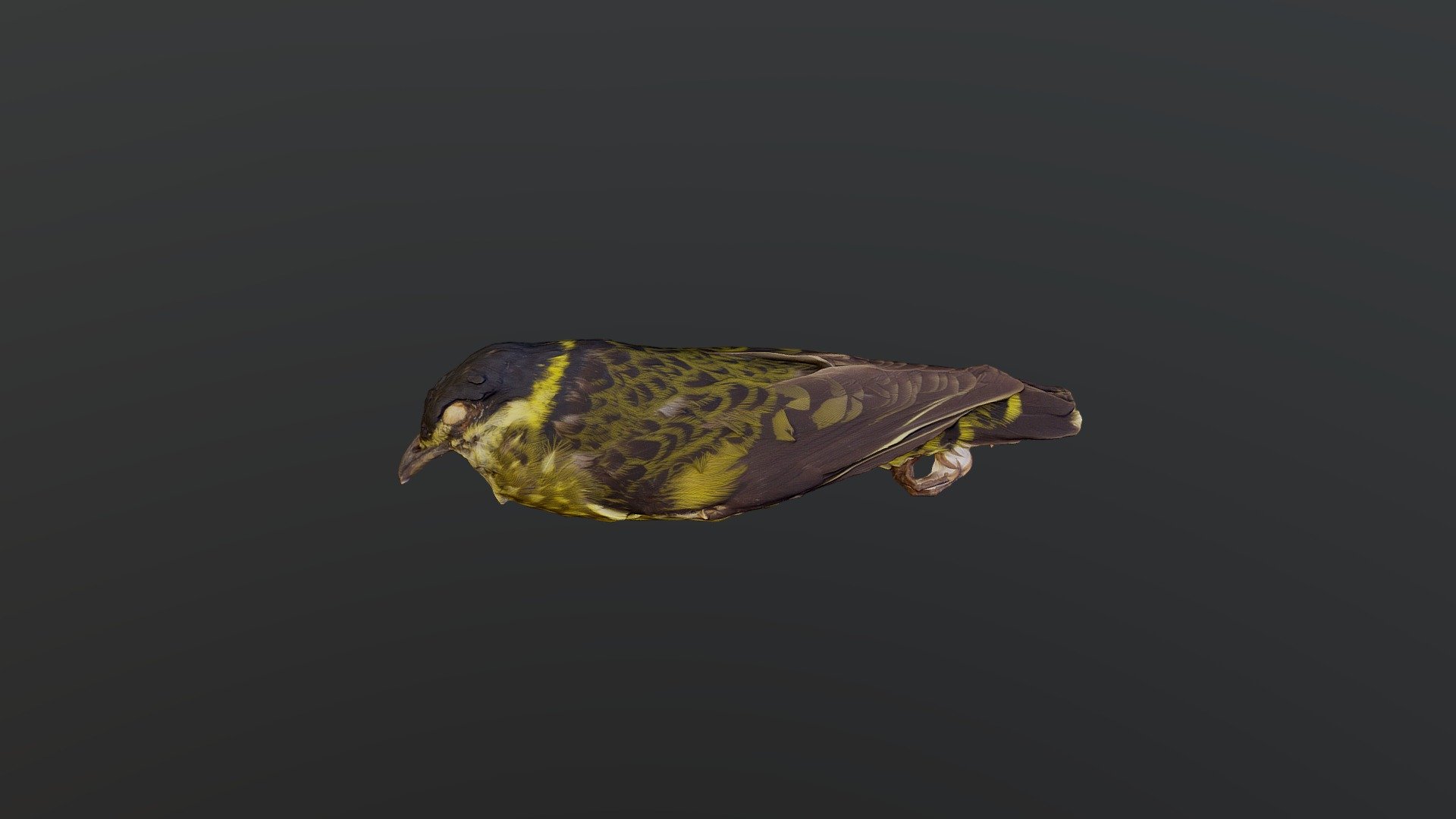 Scaled Fruiteater - Ampelioides tshudii