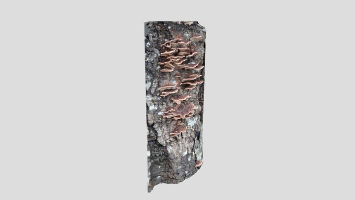 Turkey Tail – Modello 3D gratuito STL