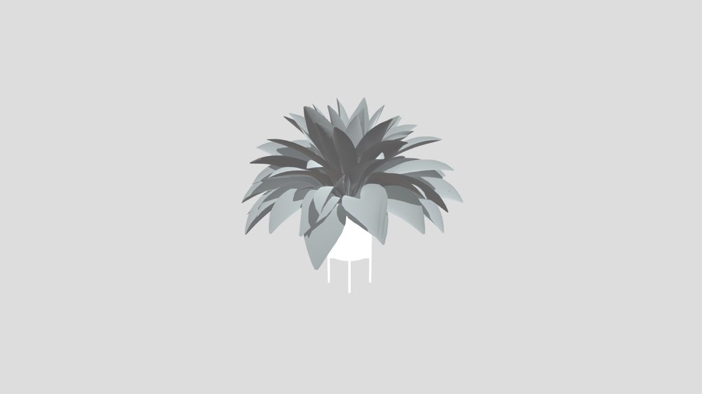 Haran Iron Plant Elder Potted