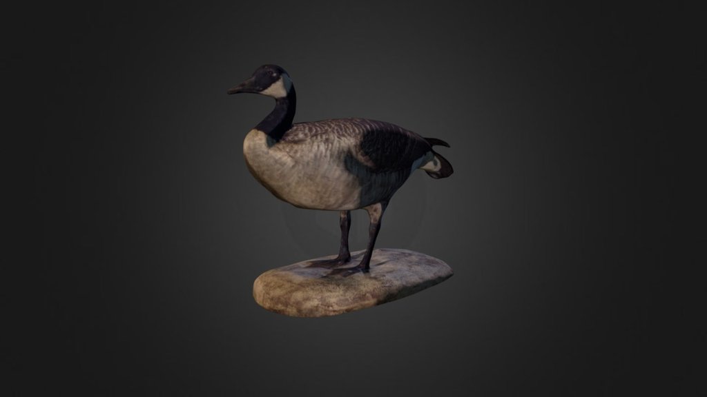 Canada goose hotsell animal 3d