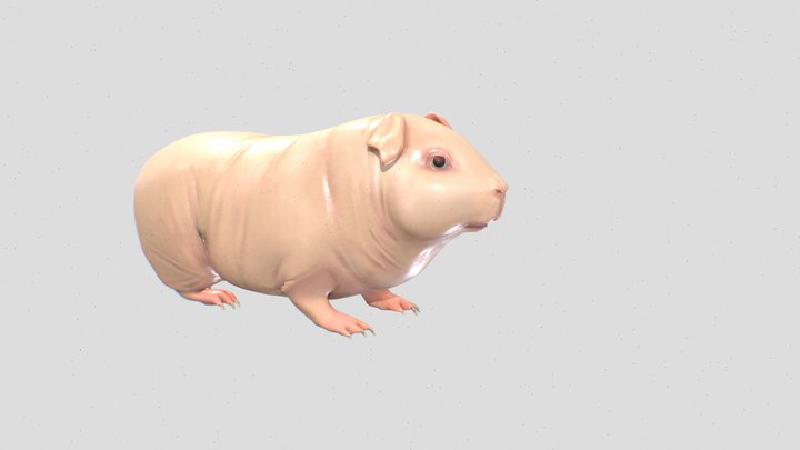 Guinea pig 3D Model