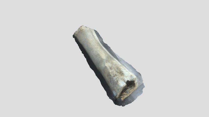 Cow Femur 3D Model