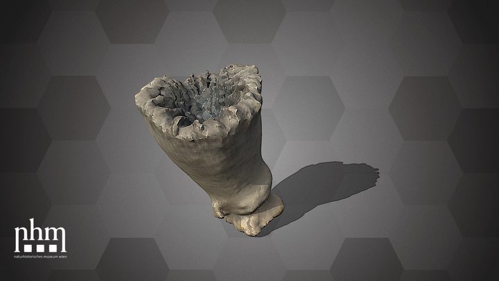 Isis hippuris (NHMW-ZOO-EV-0008177) – Free 3D Model STL