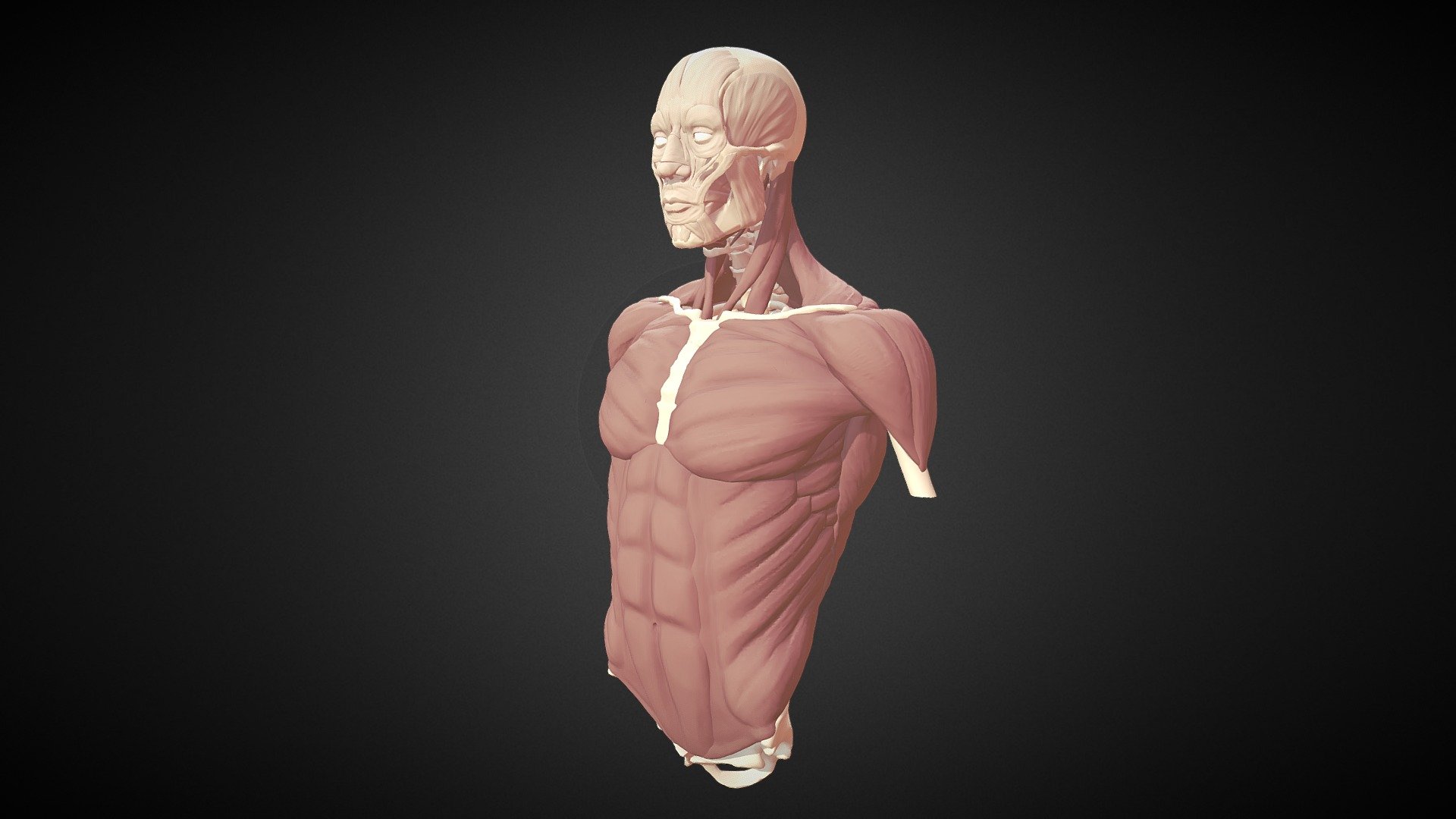 ROBLOX Muscular Torso - Download Free 3D model by Quaacki3