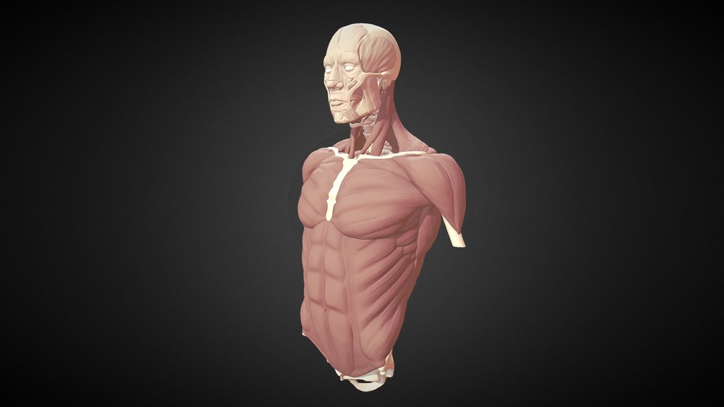ANATOMY - A 3D model collection by juandiaz17593 - Sketchfab