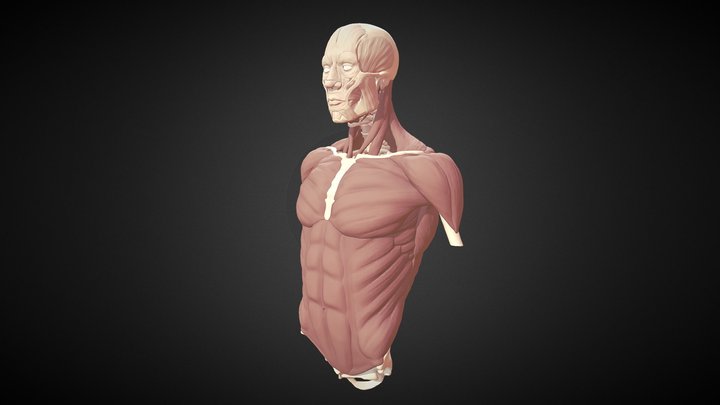 Torso Study 2017: Muscles 3D Model