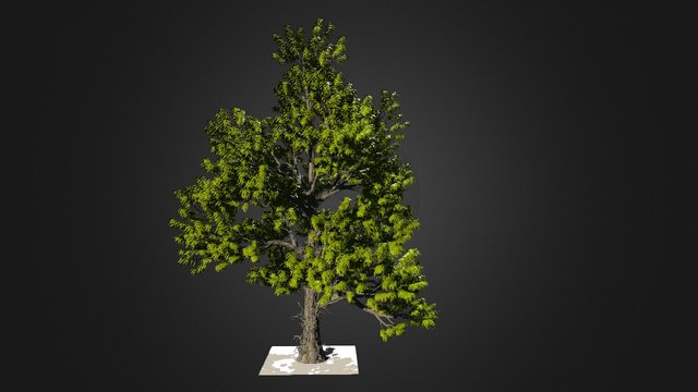 Árbol descarga 3D Model