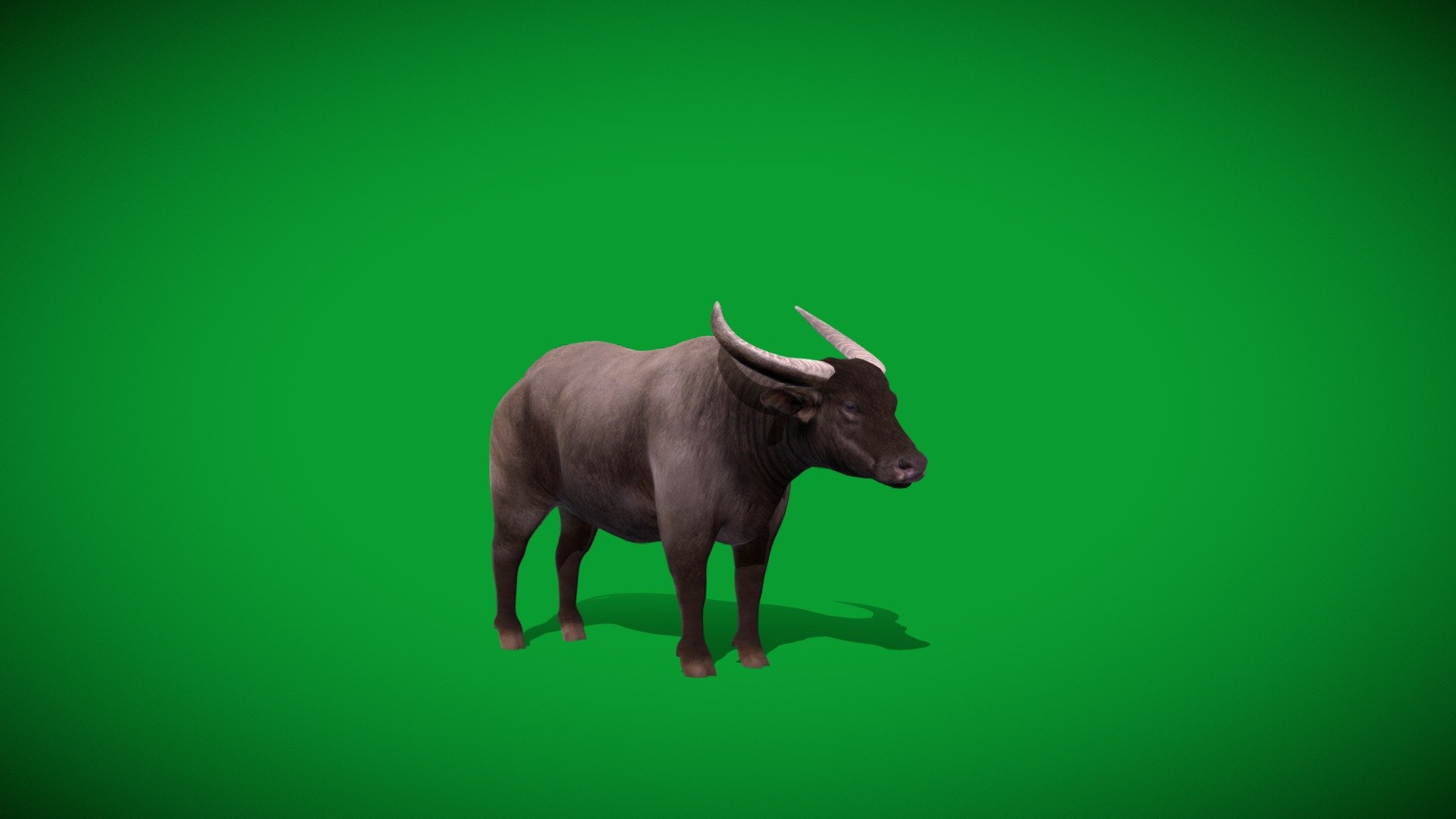 Asian Buffalo Male - 3D model by Nyilonelycompany [5102957] - Sketchfab