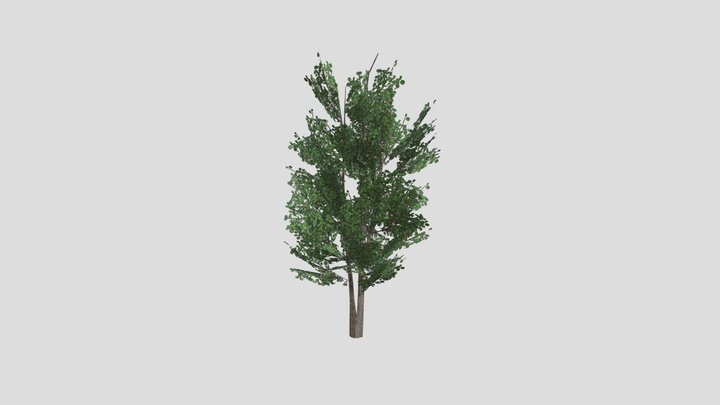 BlackAlder6 3D Model