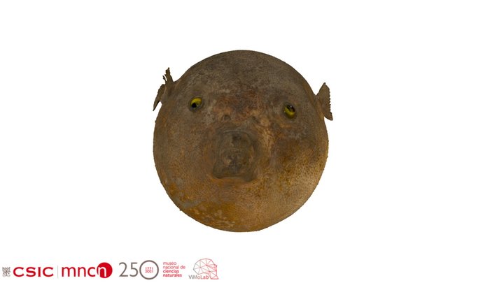 Tetraodon lineatus - MNCN298.036 3D Model