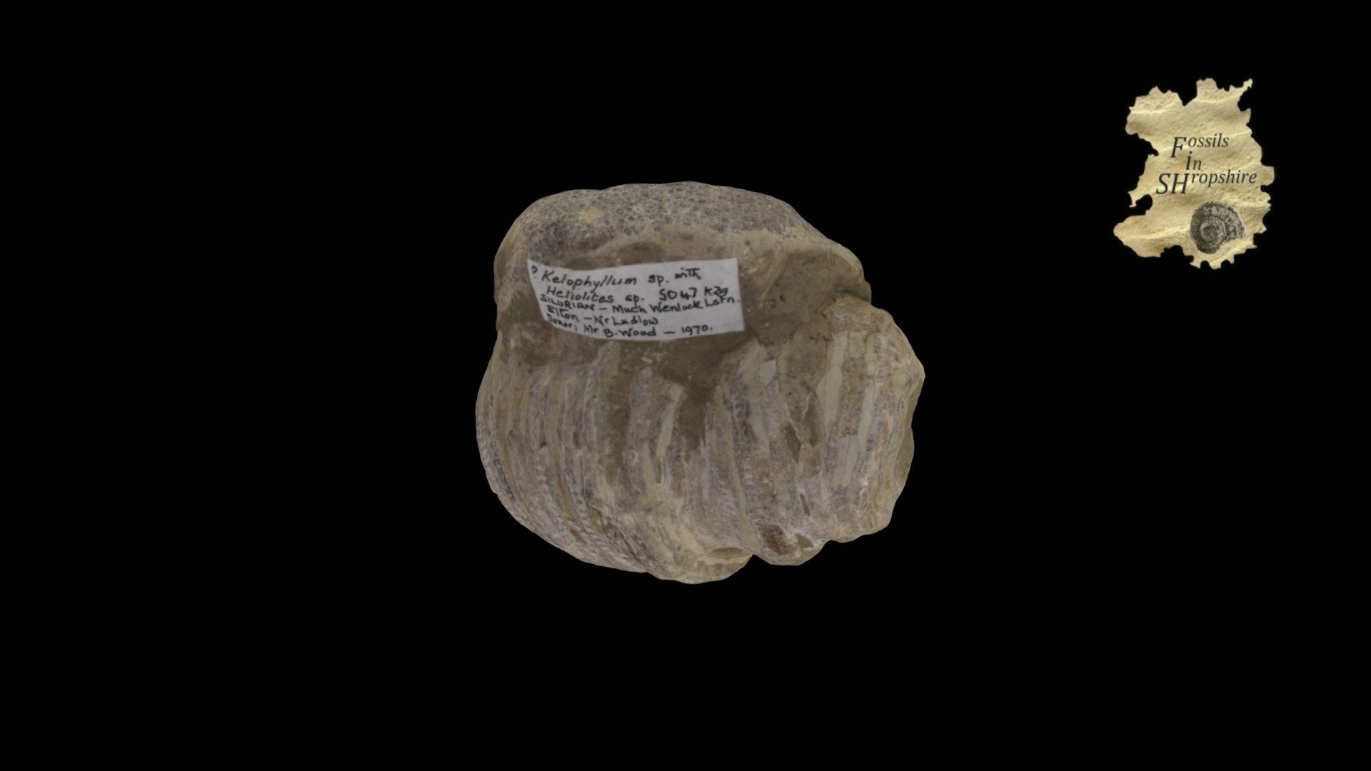 Coral - Ketophyllum and Heliolites