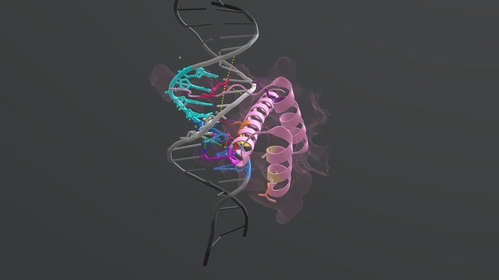 CDX2 3D Model